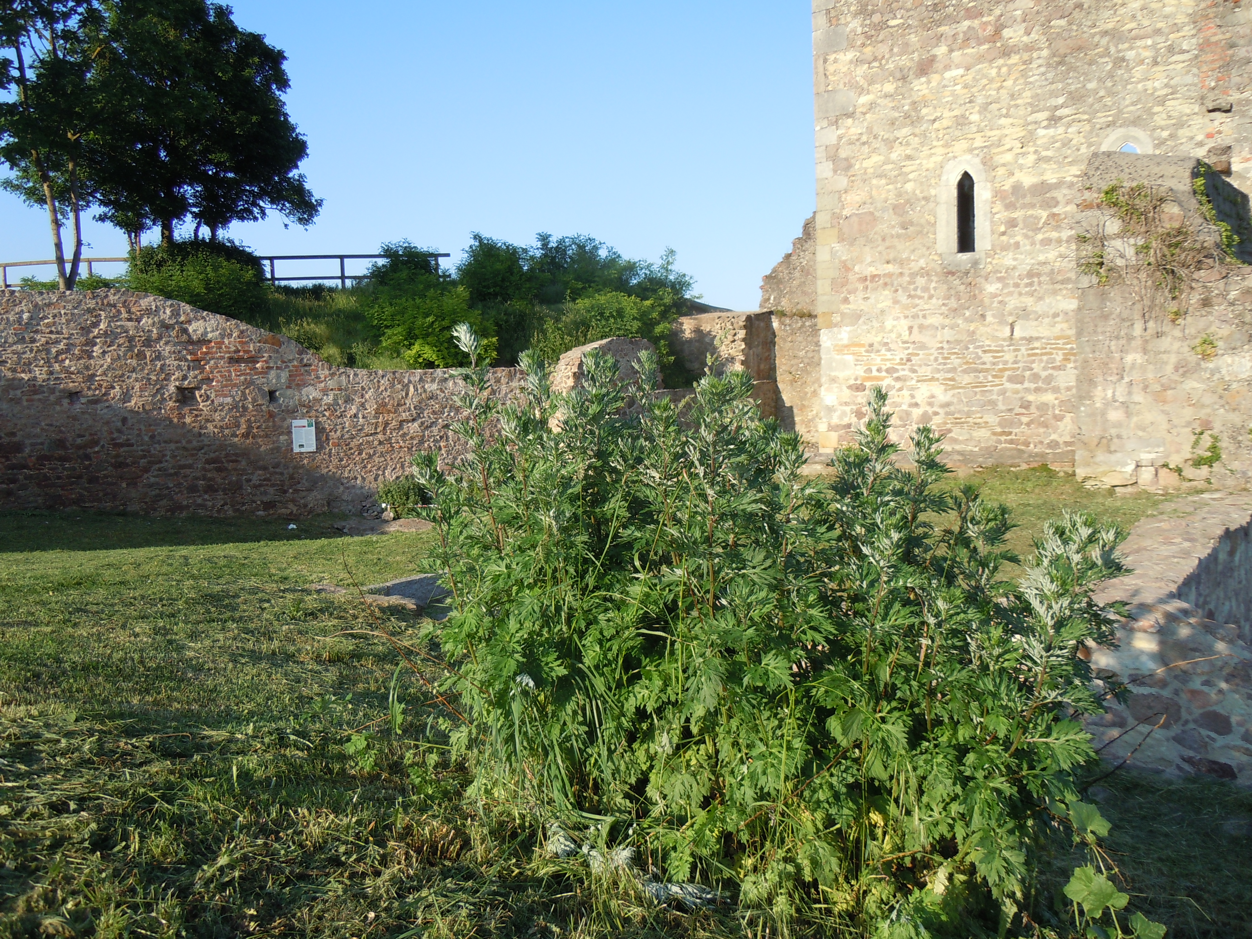 Gewürze für die Reichen, Kräuter für das Volk