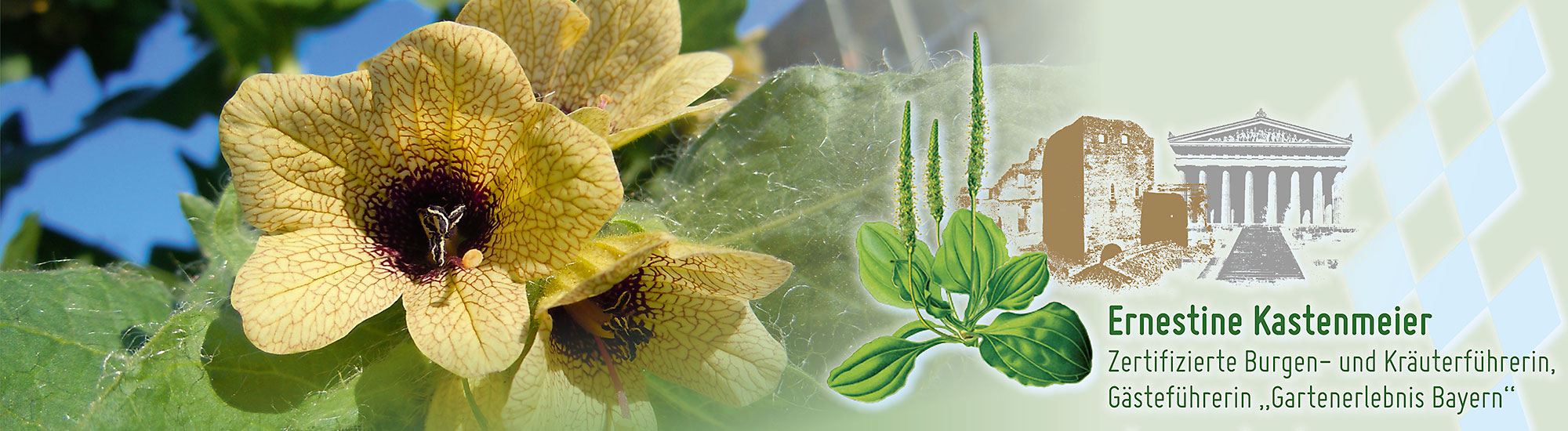 Rund um Donaustauf Blume