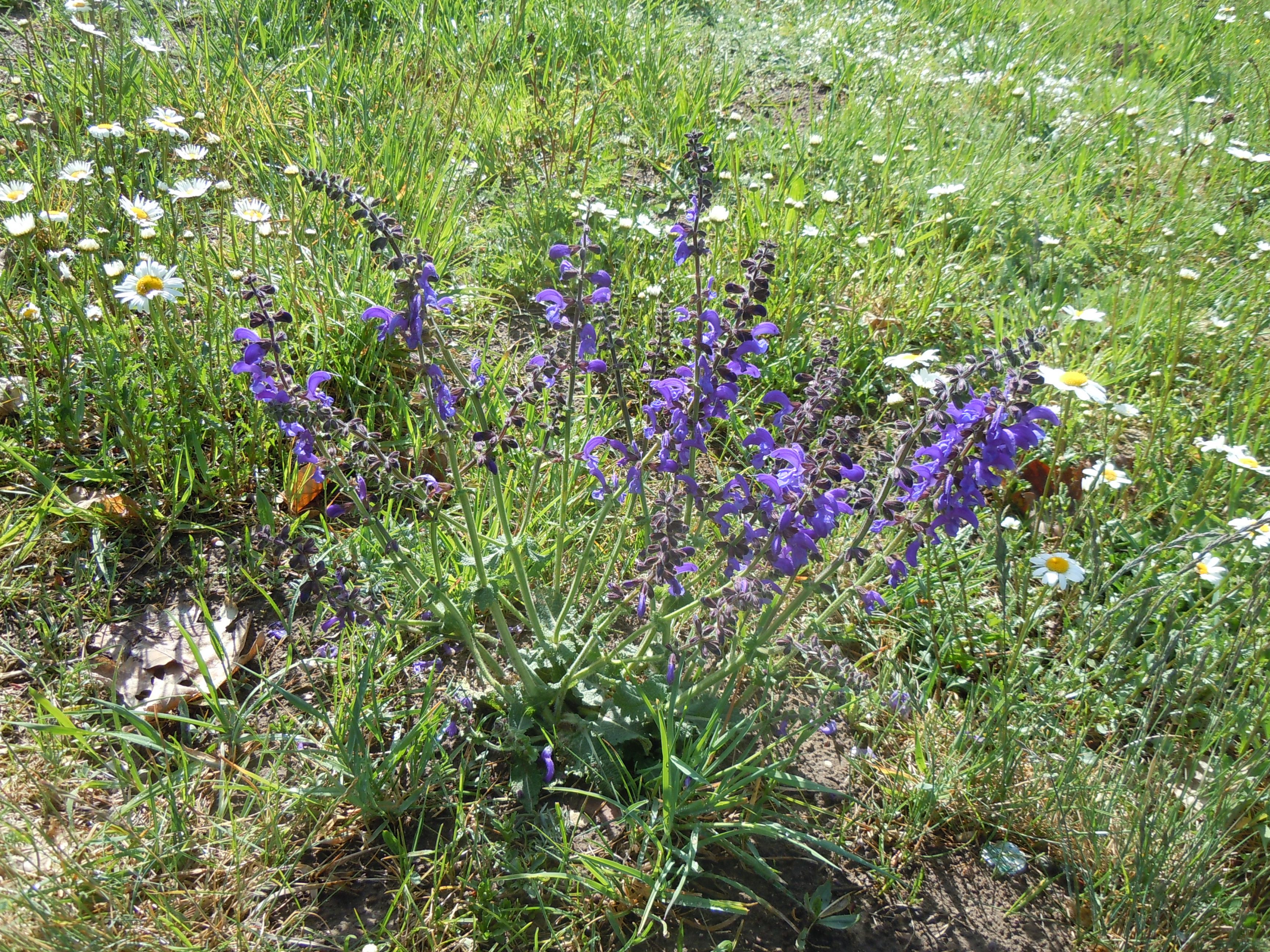 Die Kräuter des Apothekers Johann Wilhelm Weinmann